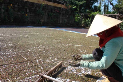 Giá tiêu hôm nay 25/8: một tuần tăng tốt, thêm đến 5.000 đồng/kg