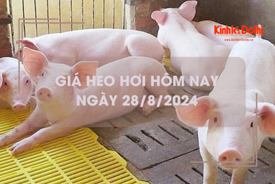 Giá heo hơi hôm nay 28/8: thấp nhất 62.000 đồng/kg