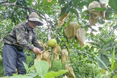 Hà Tĩnh: tập trung thu hoạch “đặc sản” bưởi Phúc Trạch, né tránh thiên tai