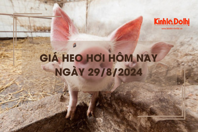 Giá heo hơi hôm nay 29/8: Hà Nội giá cao nhất cả nước