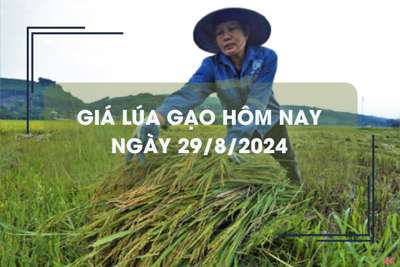 Giá lúa gạo hôm nay 29/8: tăng giảm trái chiều 