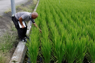 Giống lúa chịu nhiệt kỳ vọng cứu cánh ngành nông nghệp Nhật Bản