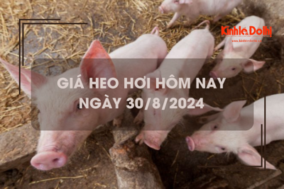 Giá heo hơi hôm nay 30/8: Hà Nội tiếp tục thu mua với giá cao