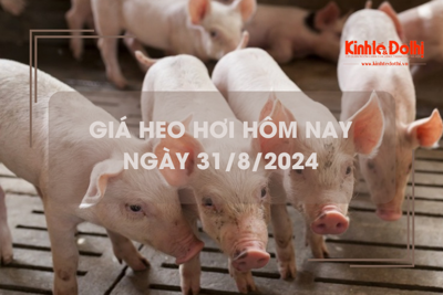 Giá heo hơi hôm nay 31/8: Bến Tre có giá thu mua thấp nhất 61.000 đồng/kg