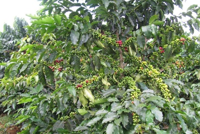 Giá cà phê hôm nay 31/8: Robusta tăng, có lúc vượt kỷ lục trên 5.000 USD/tấn