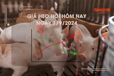 Giá heo hơi hôm nay 1/9: cao nhất 67.000 đồng/kg 