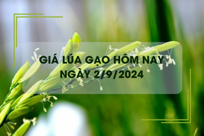 Giá lúa gạo hôm nay 2/9: gạo Nàng Nhen có giá cao nhất 28.000 đồng/kg