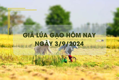 Giá lúa gạo hôm nay 3/9: giá gạo xuất khẩu neo cao 