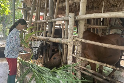 Tự nguyện xin thoát nghèo