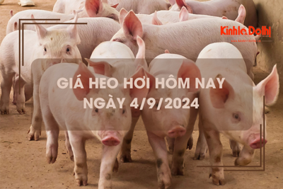 Giá heo hơi hôm nay 4/9: kỳ vọng khởi sắc trong thời gian tới