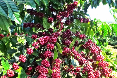 Giá cà phê hôm nay 4/9: Robusta hồi phục, thu hẹp khoảng cách với Arabica