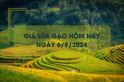 Giá lúa gạo hôm nay 6/9: đồng loạt giảm nhẹ 