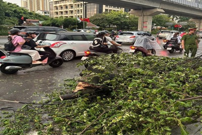 Quận Thanh Xuân: kịp thời xử lý cây đổ chắn đường do bão