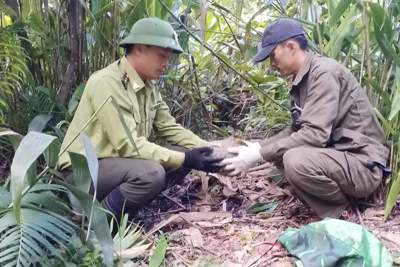 Nghệ An: xử lý hàng nghìn bẫy thú rừng trong Vườn quốc gia