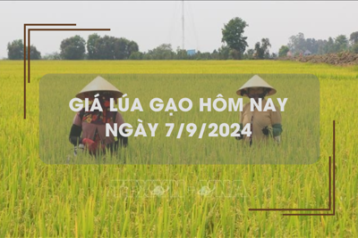 Giá lúa gạo hôm nay 7/9: tiếp tục giảm nhẹ