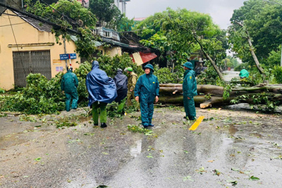 Huyện Đan Phượng: kịp thời xử lý cây xanh bị đổ do bão số 3