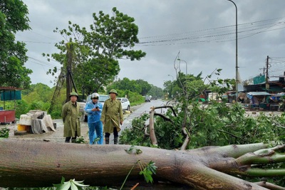 Huyện Chương Mỹ ngổn ngang cây đổ do "siêu bão" Yagi