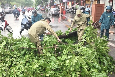 Quận Đống Đa kịp thời xử lý 20 cây gãy, đổ do ảnh hưởng bão Yagi