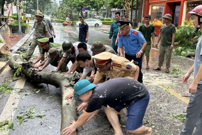 Hà Nội: Đẩy nhanh tiến độ xử lý cây xanh gẫy đổ do bão số 3