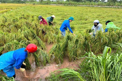 Thanh niên Thủ đô giúp người dân khẩn trương khắc phục hậu quả sau bão Yagi