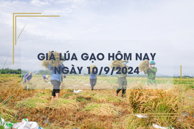 Giá lúa gạo hôm nay 10/9: biến động trái chiều