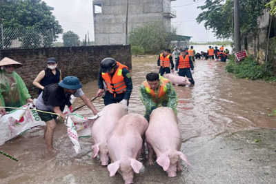 Đan Phượng kích hoạt phương án ứng phó với lũ báo động 2 trên sông Hồng