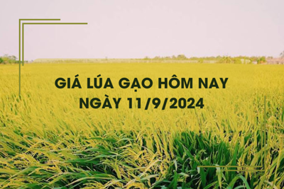 Giá lúa gạo hôm nay 11/9: giá gạo tăng 200 đồng/kg 