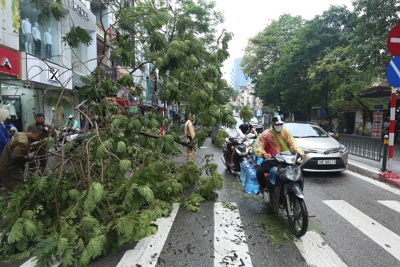 Hà Nội: khẩn trương trồng lại cây xanh nghiêng, đổ, thu dọn vệ sinh môi trường