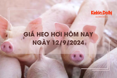 Giá heo hơi hôm nay 12/9: tăng nhẹ 1.000 đồng/kg