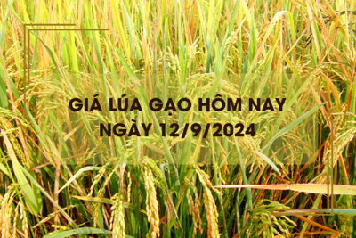 Giá lúa gạo hôm nay 12/9: đồng loạt giảm