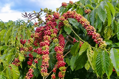 Giá cà phê hôm nay 12/9: Robusta tăng mạnh, thêm cả trăm USD, vượt 5.000 USD/tấn