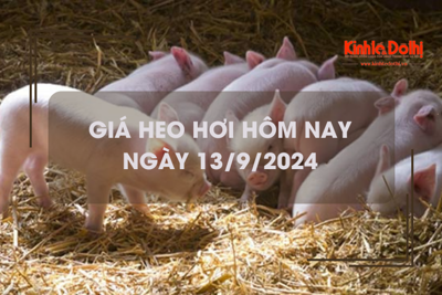 Giá heo hơi hôm nay 13/9: đồng loạt đi ngang