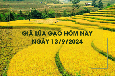 Giá lúa gạo hôm nay 13/9: giá gạo giảm nhẹ