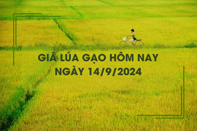 Giá lúa gạo hôm nay 14/9: đồng loạt giảm nhẹ