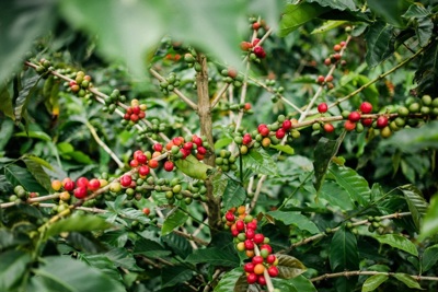 Giá cà phê hôm nay 14/9: Robusta lên đỉnh lịch sử, tăng gần 200 USD/tấn