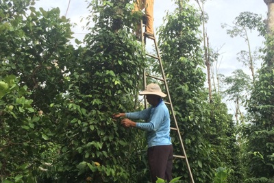 Giá tiêu hôm nay 14/9: tăng 1.000 đồng/kg, không quốc gia nào giảm trong tuần