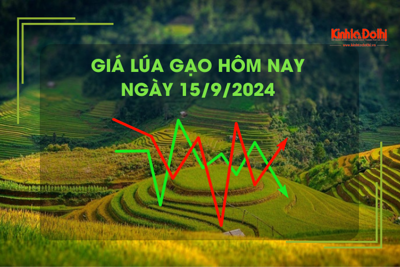 Giá lúa gạo hôm nay 15/9: giá gạo tăng nhẹ 