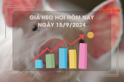 Giá heo hơi hôm nay 15/9: dao động trong khoảng 62.000 - 67.000 đồng/kg