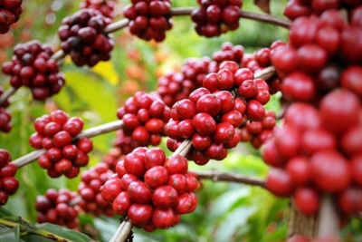 Giá cà phê hôm nay 15/9: tuần tăng sốc của Robusta, trong nước thêm 6.000 đồng/kg