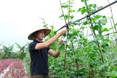 Huyện Phúc Thọ: dồn sức sản xuất cây vụ Đông, không để ruộng đồng bỏ hoang