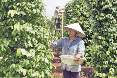 Giá tiêu hôm nay 17/9: toàn cảnh giá tiêu các nước tuần qua - khởi sắc