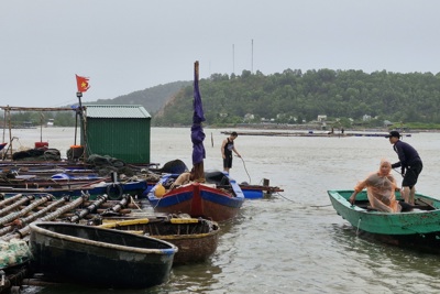 Nghệ An: thông báo tàu thuyền chủ động tránh trú, neo đậu an toàn