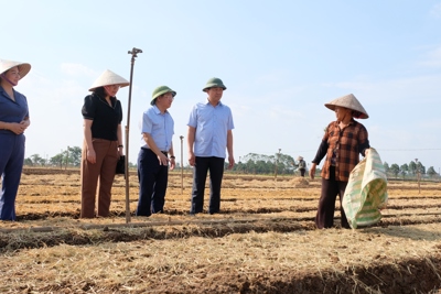 25 ngày nữa, Hà Nội sẽ có hàng trăm tấn rau cung ứng cho thị trường