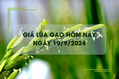 Giá lúa gạo hôm nay 19/9: đồng loạt giảm nhẹ 