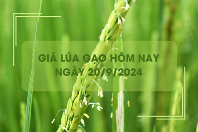 Giá lúa gạo hôm nay 20/9: giá gạo giảm mạnh, giá lúa tăng nhẹ