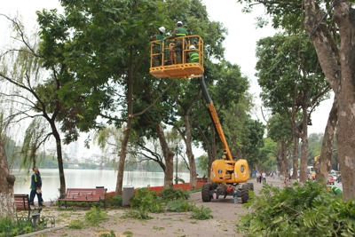 Trăn trở với cây xanh Hà Nội