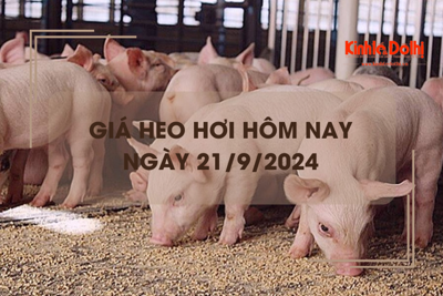 Giá heo hơi hôm nay 21/9: tăng rải rác 1.000 đồng/kg