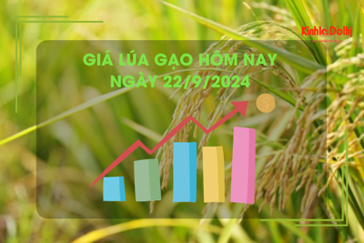 Giá lúa gạo hôm nay 22/9: giá gạo tiếp đà tăng nhẹ