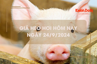 Giá heo hơi hôm nay 24/9: tăng 1.000 đồng/kg chạm mốc 71.000 đồng/kg tại Hà Nội