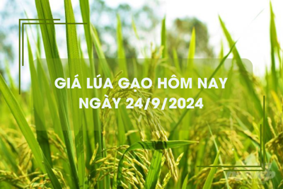 Giá lúa gạo hôm nay 24/9: giá gạo tăng 150 đồng/kg